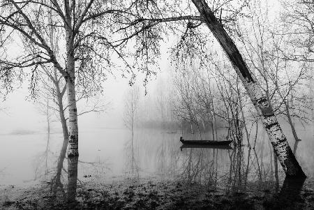 Fog in the marsh