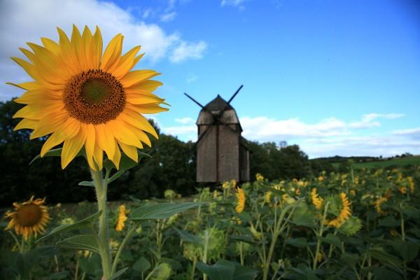 Sonnenblume mit Mühle a Matthias Zwetz