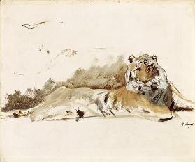 Resting tiger