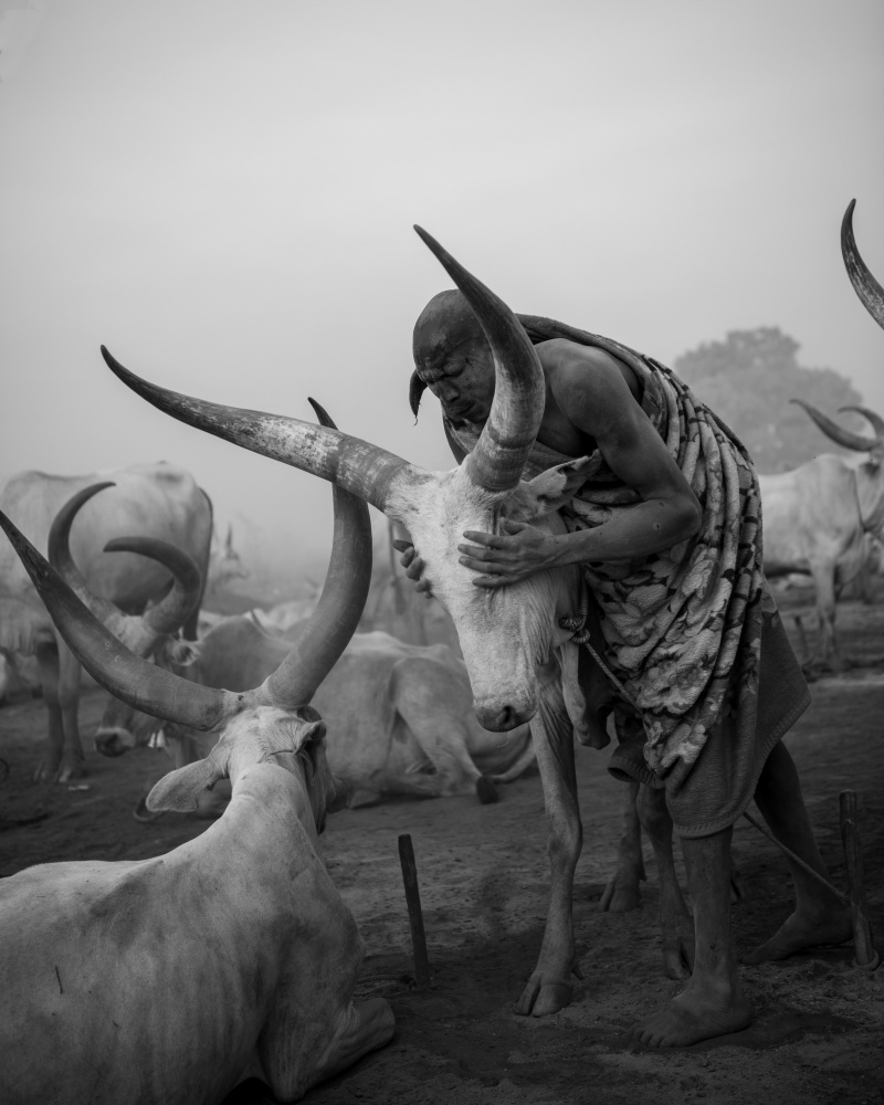 South Sudan - A Land Where Cows Are Sacred a Max Vere-Hodge