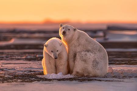 Polar bears at sunset