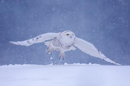 Flying in the snow