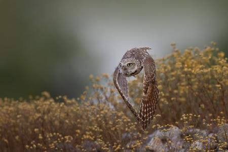 Burrowing Owl