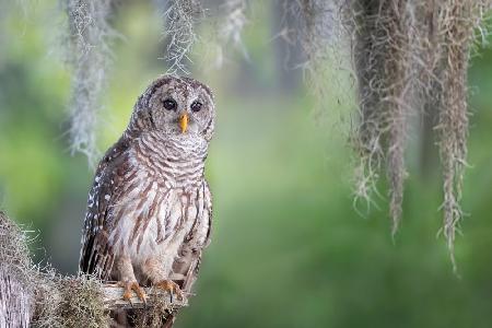 Barred Owl