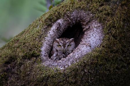 Western screech owl