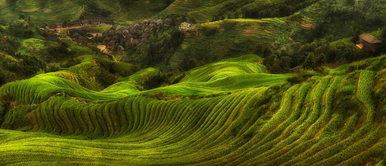 waves of rice - the dragon's backbone a Max Witjes