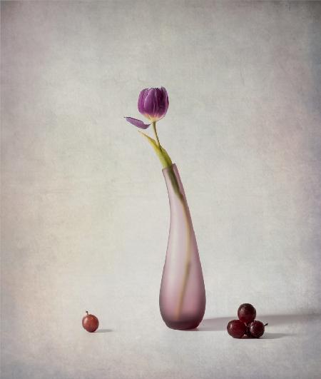 Tulip and Grapes