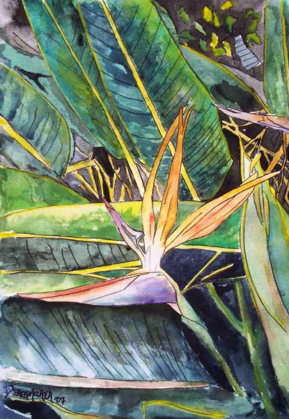 Bird of Paradise a Derek McCrea