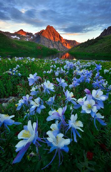 Blue Columbine Paradise