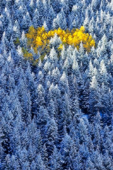 Cluster of Aspen