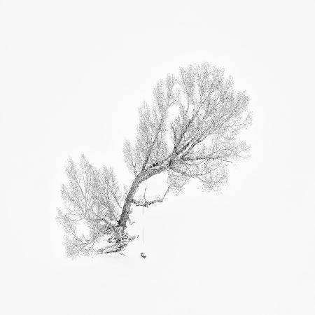 Lone Tree in Winter (Aerial View)