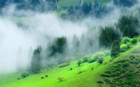 Spring Mist