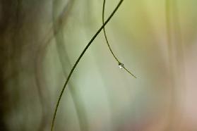 Droplet