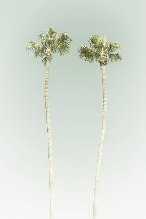 Idillio minimalista con palme sulla spiaggia | Vintage a Melanie Viola