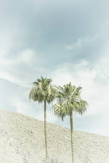 Palme nel deserto | Vintage