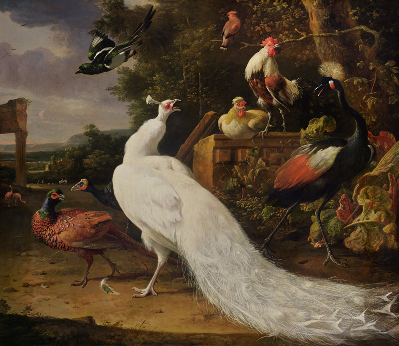 The White Peacock a Melchior de Hondecoeter