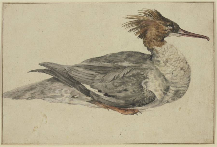 Liegende Ente mit brauner Haube, rotem Schnabel und Füßen a Melchior de Hondecoeter