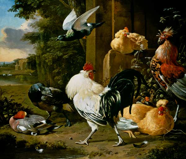 Pigeon and poultry in a garden a Melchior de Hondecoeter