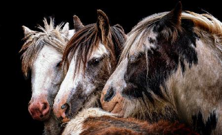 Gypsy Horse Fair