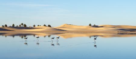 Flamingo in Ouargla