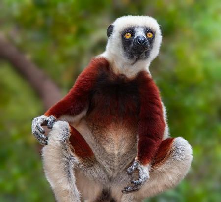 Lemur: Sifaka Portrait