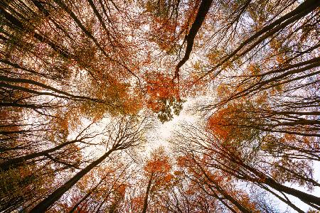 Autumn Trees