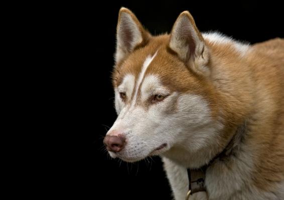 Siberian Husky a Michael Breucker