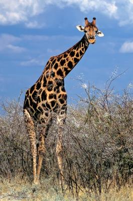 Giraffe a Michael Dietrich