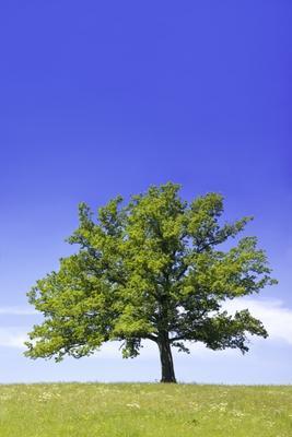 Grüner Baum