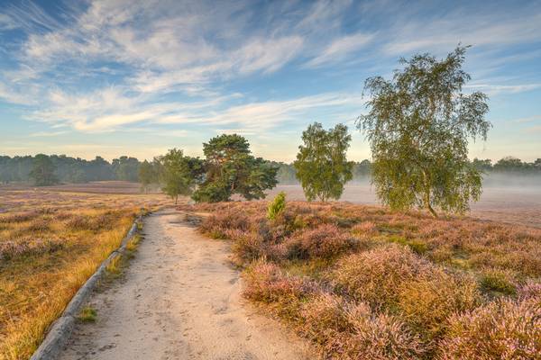 Morgensonne in der Westruper Heide a Michael Valjak