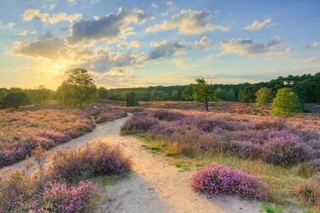 Abend in der Heide