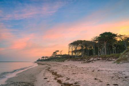 Darßer Küstenwald auf der Halbinsel Fischland-Darß-Zingst an der Ostsee