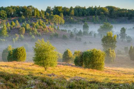 Morgens im Totengrund in der Lüneburger Heide