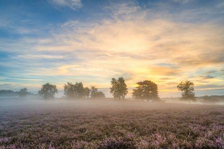 Nebliger Sonnenaufgang in der Westruper Heide