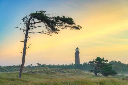 Windflüchter beim Leuchtturm Darßer Ort auf der Halbinsel Fischland-Darß-Zingst an der Ostsee