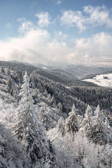 Winterwald