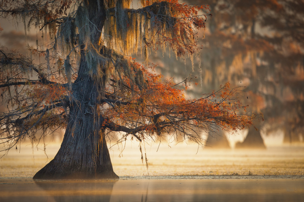 A Cypress In Fall Water a Michael Zheng
