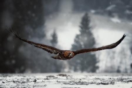Eagle in winter time