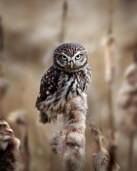 Resting on the reed