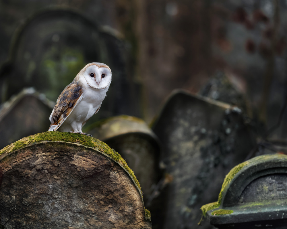 Owl at cemetery a Michaela Firešová