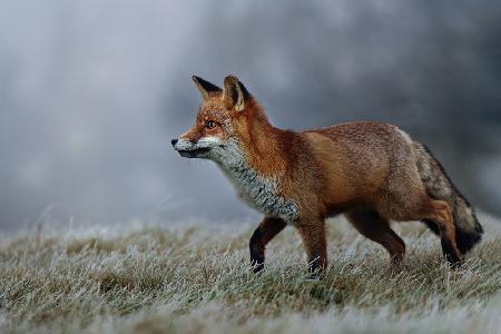 Frosty morning