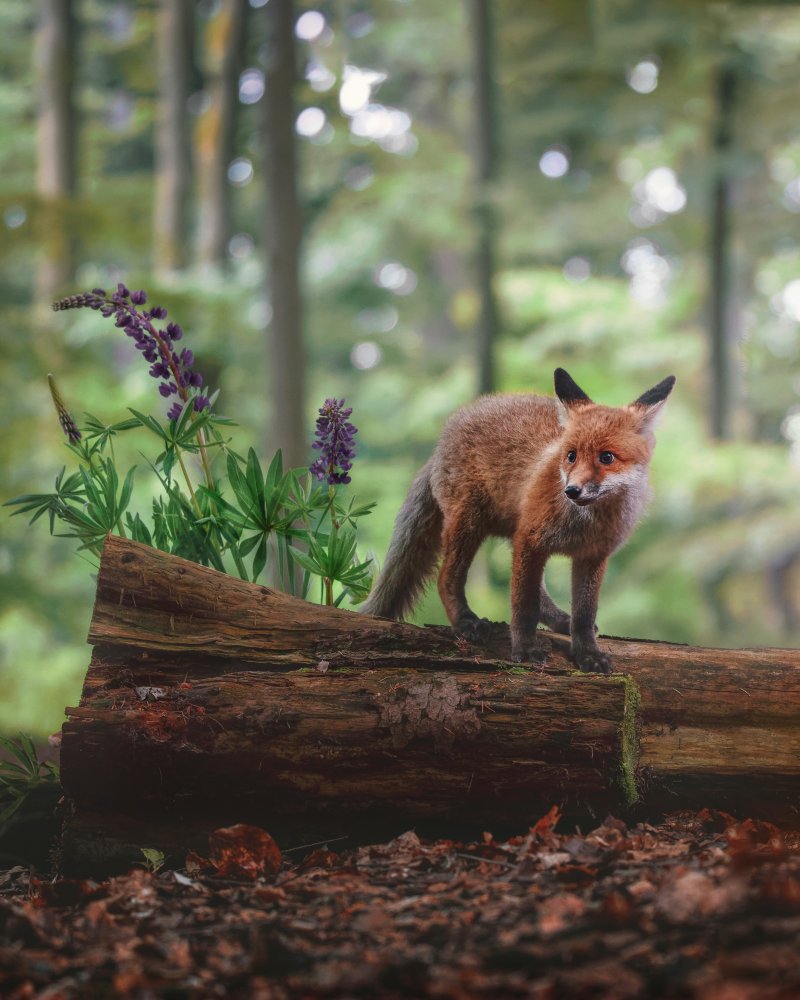Fox in the forest a Michaela Firešová