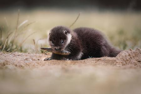 Young river otter