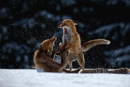 Fight on snow