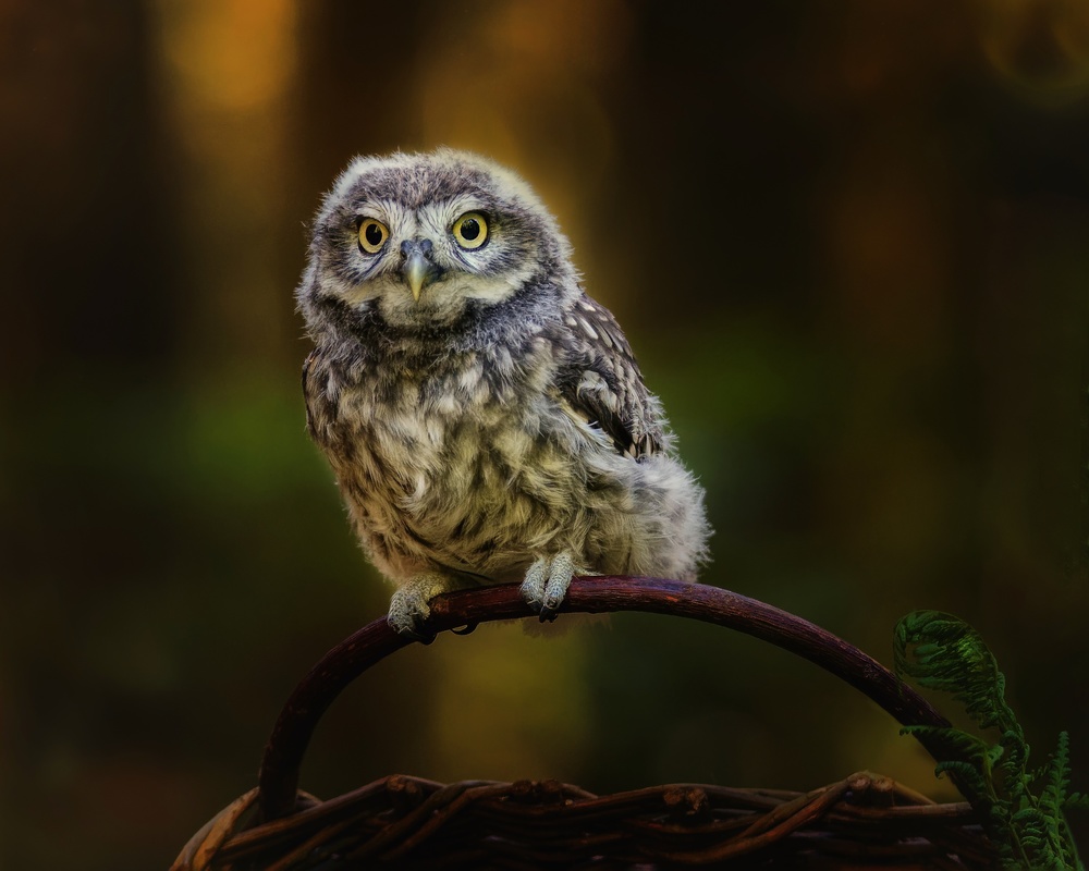 Small screech owl a Michaela Firešová