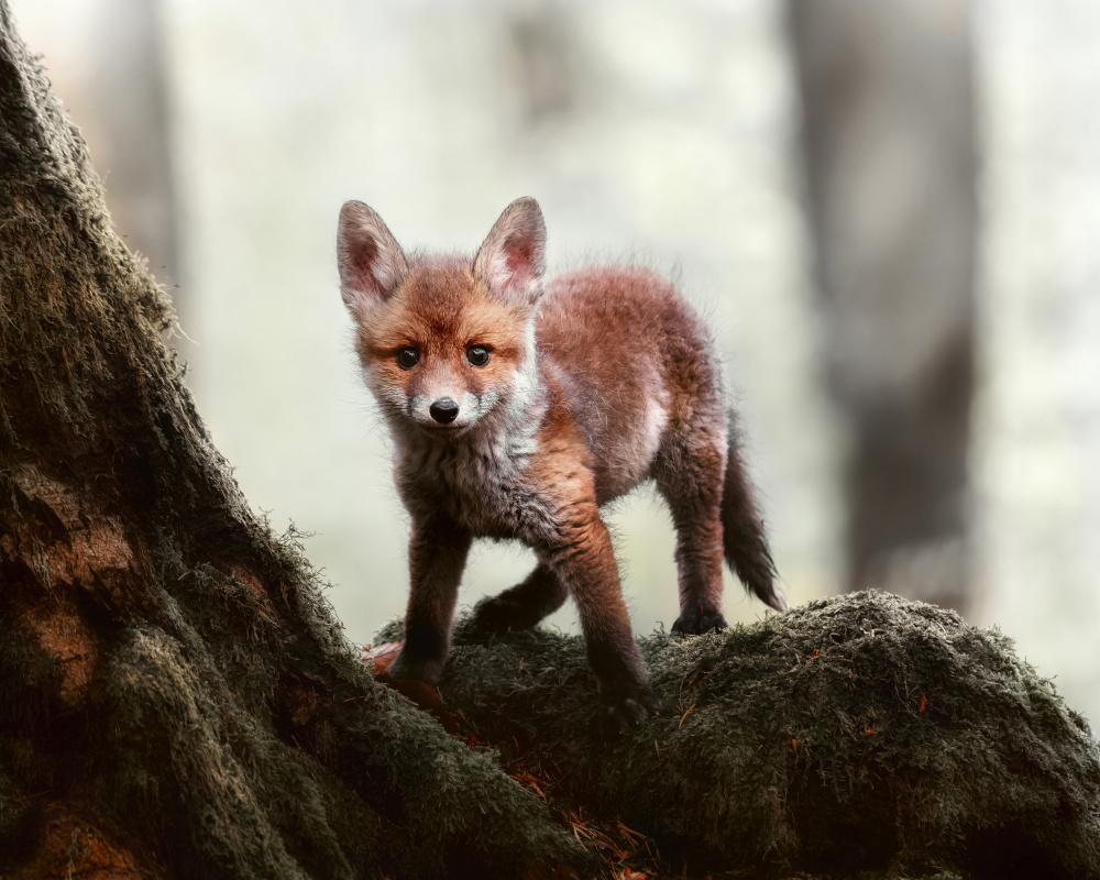 Little red fox a Michaela Firešová