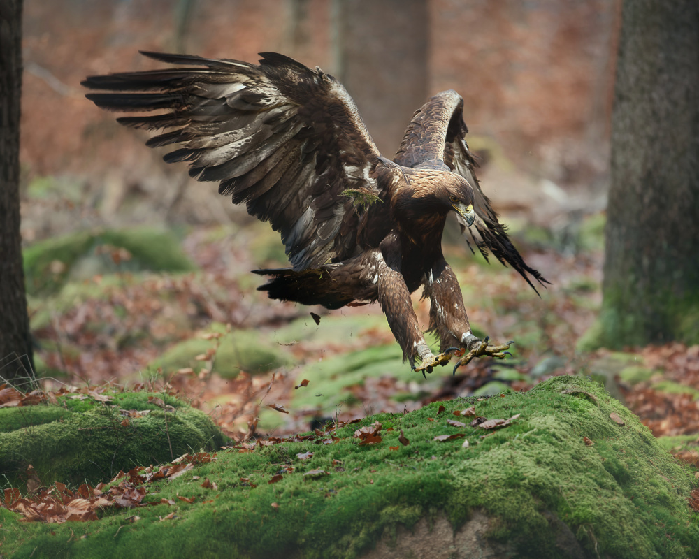 Landing eagle a Michaela Firešová