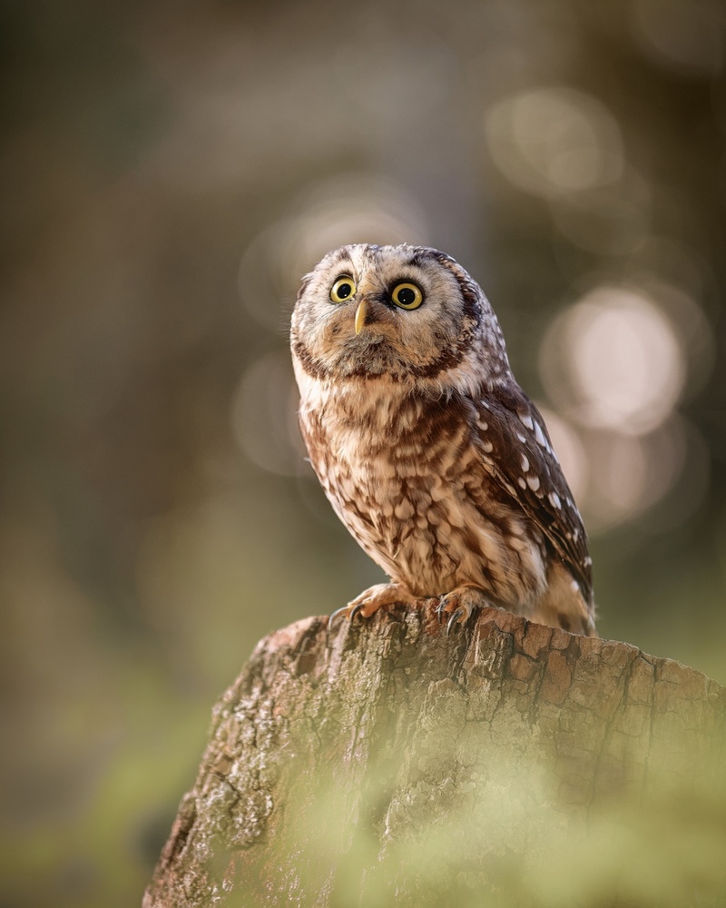Boreal owl at sunrise a Michaela Firešová