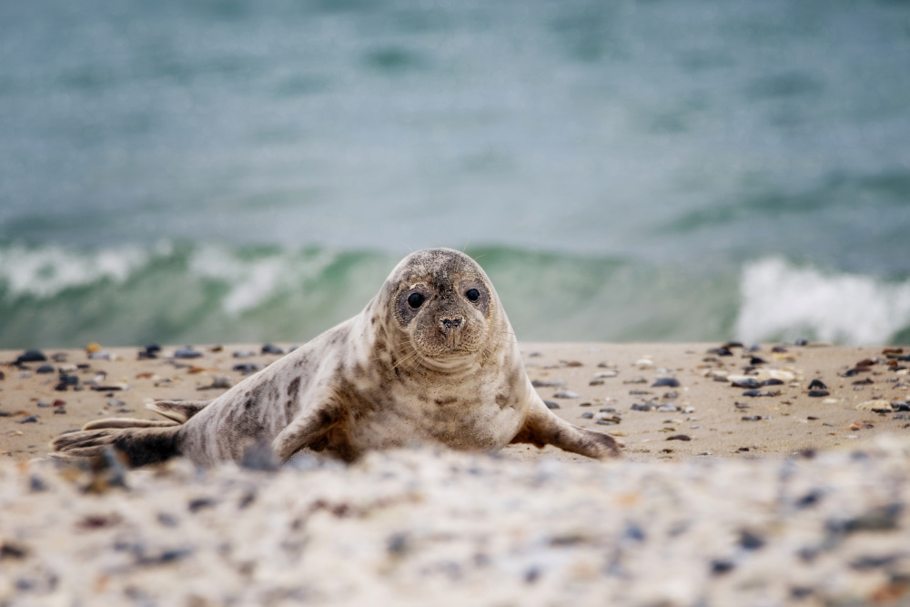 Seal on the beach a Michaela Firešová
