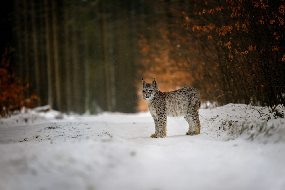 Bobcat in winter forest a Michaela Firešová